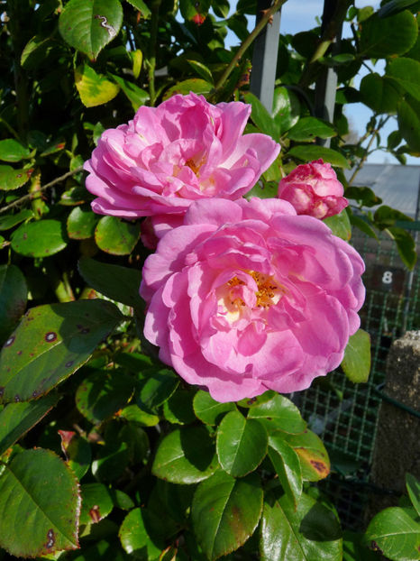  - 2022 - 03 - Toamna