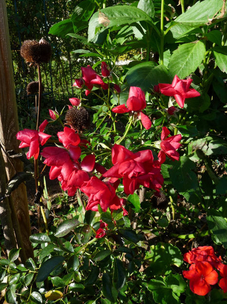  - 2022 - 03 - Toamna