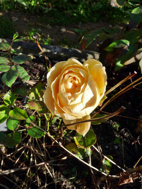  - 2022 - 03 - Toamna