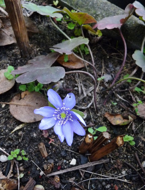  - 2022 - 03 - Toamna