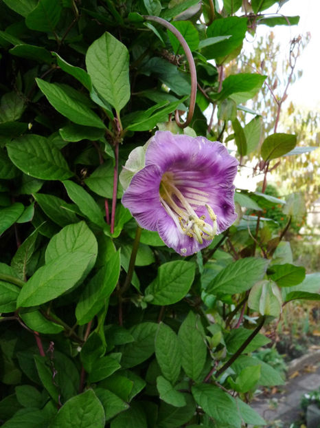  - 2022 - 03 - Toamna