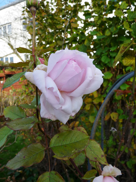  - 2022 - 03 - Toamna