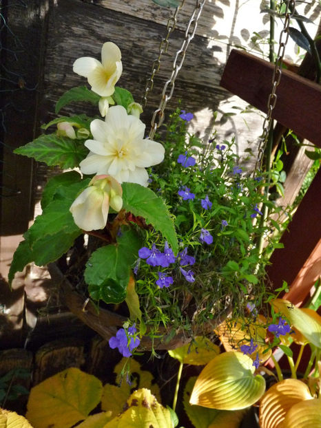  - 2022 - 03 - Toamna