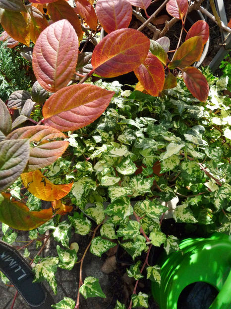  - 2022 - 03 - Toamna