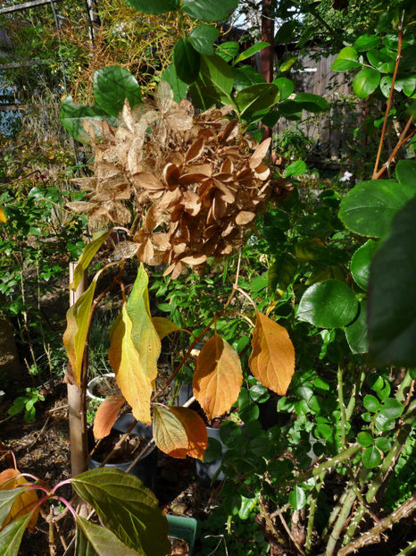  - 2022 - 03 - Toamna