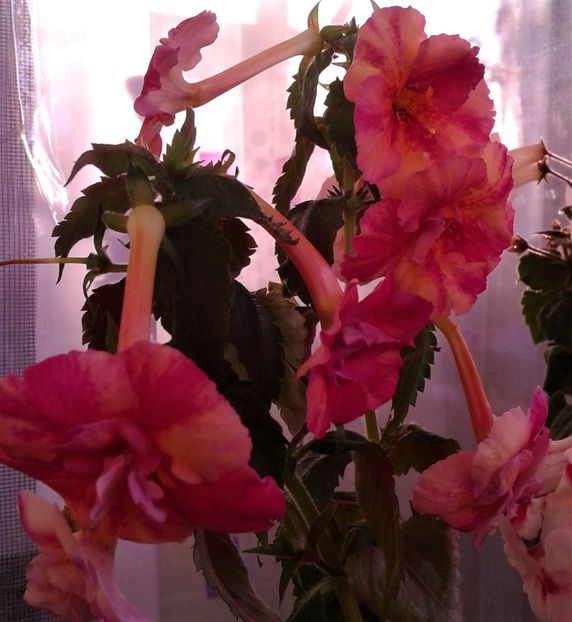  - Rizomii de achimenes 2023 2024