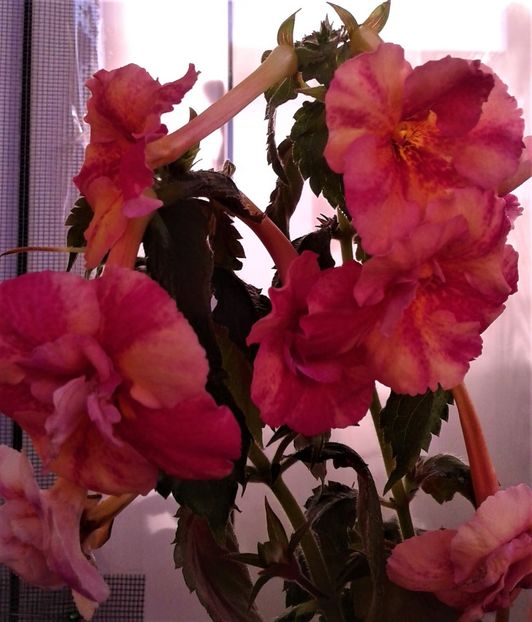  - Rizomii de achimenes 2023 2024