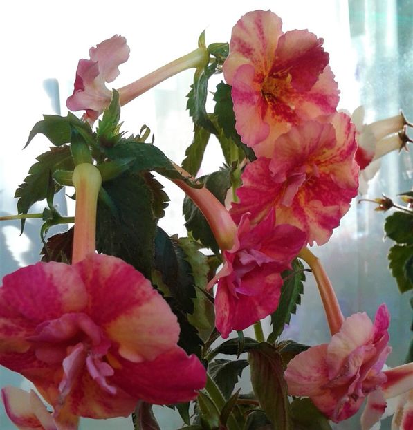  - Rizomii de achimenes 2023 2024