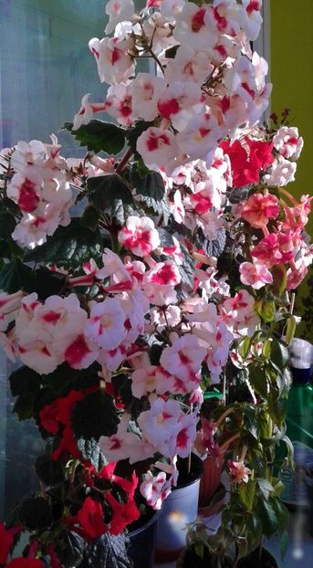  - Rizomii de achimenes 2023 2024