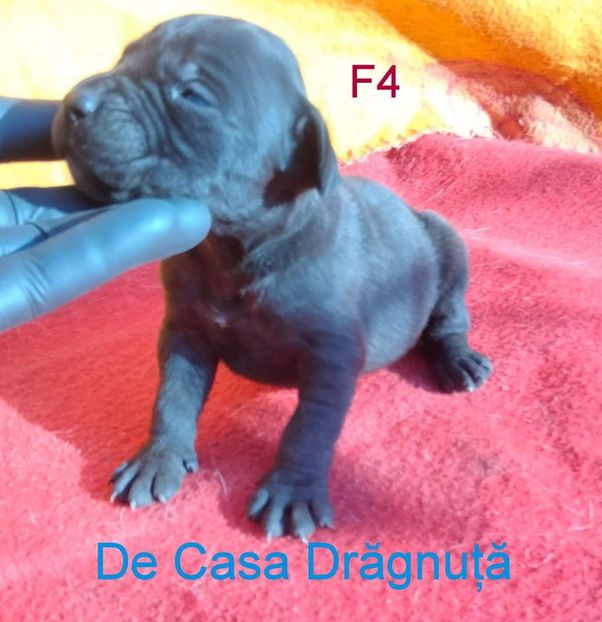 received_895065211440756 - Vând Pui 10 2022 AKya X FaurImperiumPresa