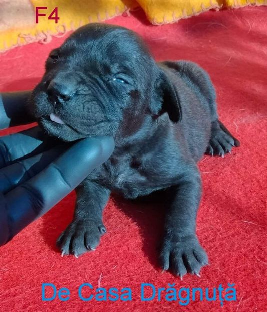 received_2132879653550790 - Vând Pui 10 2022 AKya X FaurImperiumPresa