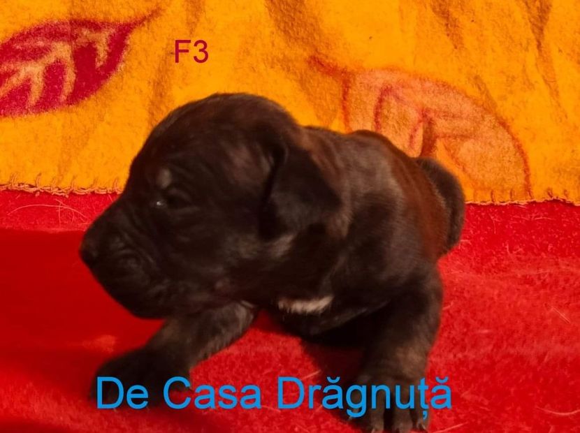 received_903278710552690 - Vând Pui 10 2022 AKya X FaurImperiumPresa