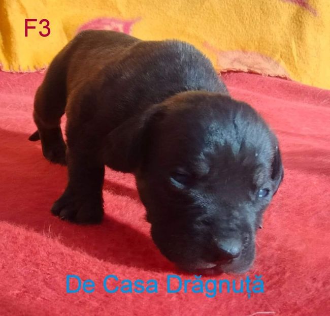 received_360664109592645 - Vând Pui 10 2022 AKya X FaurImperiumPresa