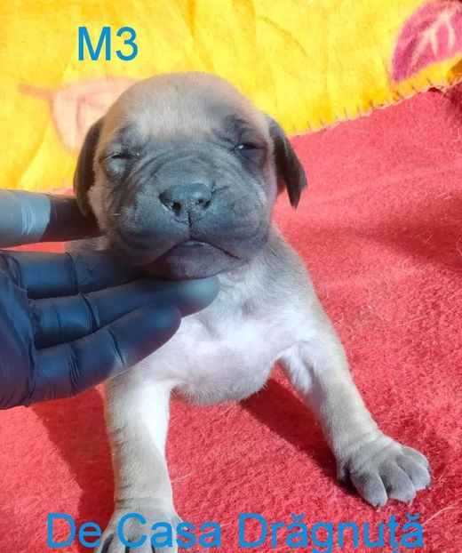 received_1110562649598424 - Vând Pui 10 2022 AKya X FaurImperiumPresa