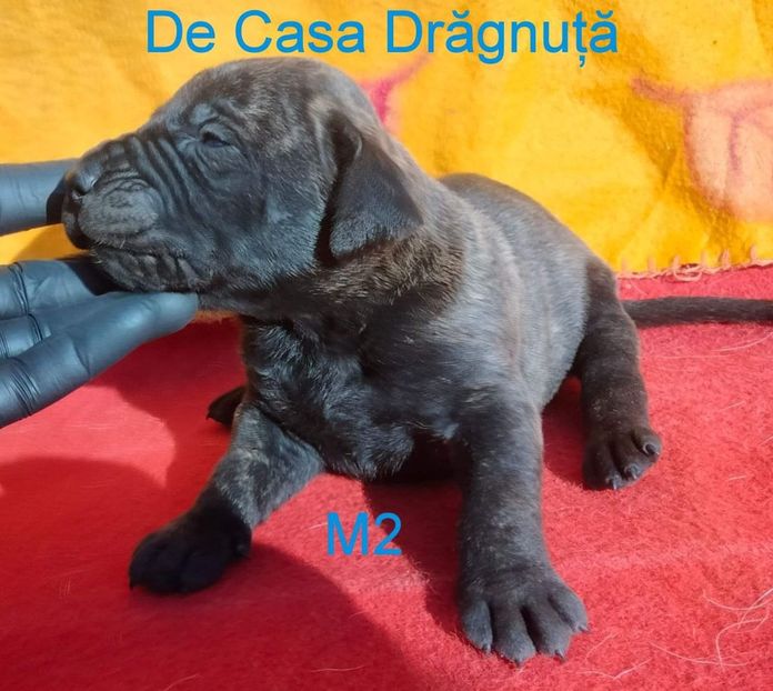 received_1182883139279209 - Vând Pui 10 2022 AKya X FaurImperiumPresa