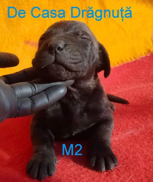 received_476629580978533 - Vând Pui 10 2022 AKya X FaurImperiumPresa