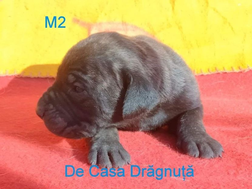 received_624364816055617 - Vând Pui 10 2022 AKya X FaurImperiumPresa