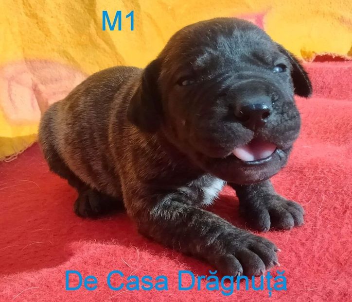 received_2027614237627694 - Vând Pui 10 2022 AKya X FaurImperiumPresa