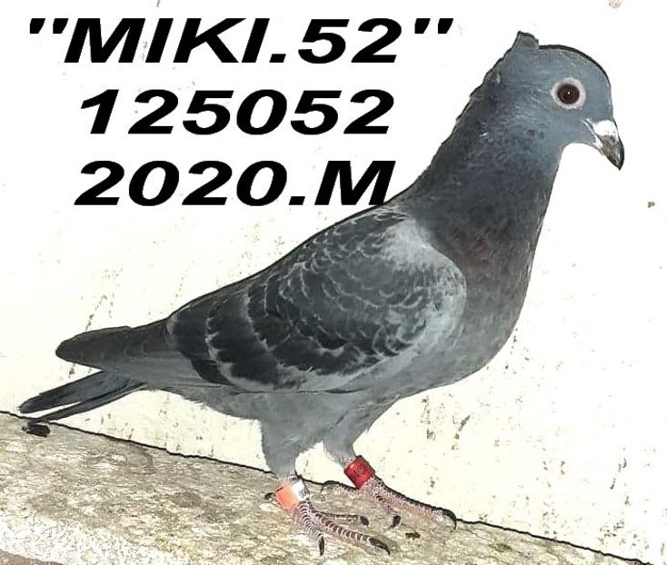 2020.125052.M+ - Copy - 2 MATCA 2023