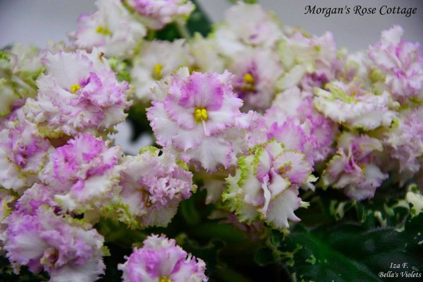 Morgan`s Rose Cottage - Morgan s Rose Cottage