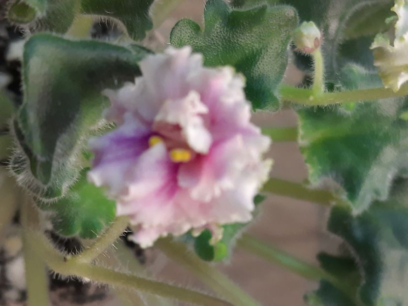  - Morgan s Rose Cottage