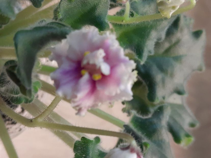  - Morgan s Rose Cottage