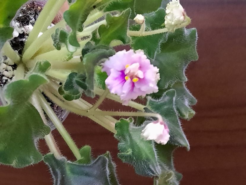  - Morgan s Rose Cottage