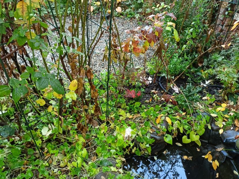  - Grădina 2022 continuare 4