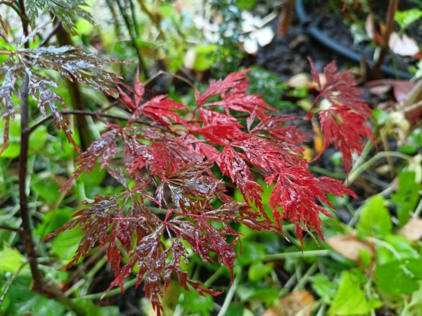 Acer Orangeola - Grădina 2022 continuare 4