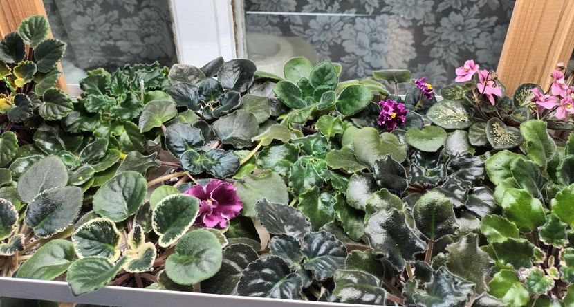  - 1 1 Violete Africane de Colecție