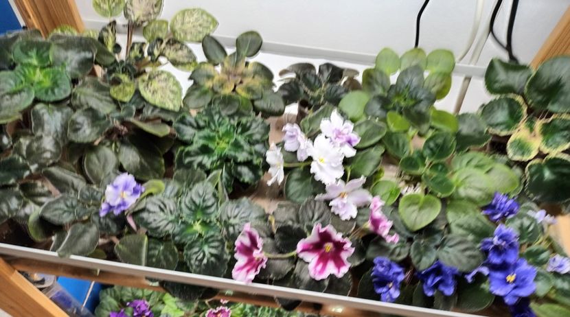  - 1 1 Violete Africane de Colecție