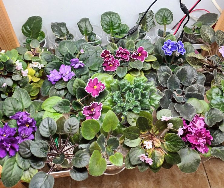  - 1 1 Violete Africane de Colecție