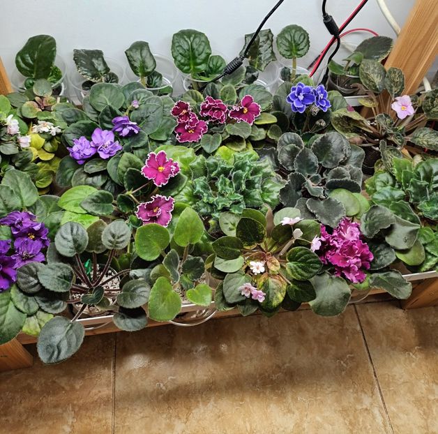  - 1 1 Violete Africane de Colecție