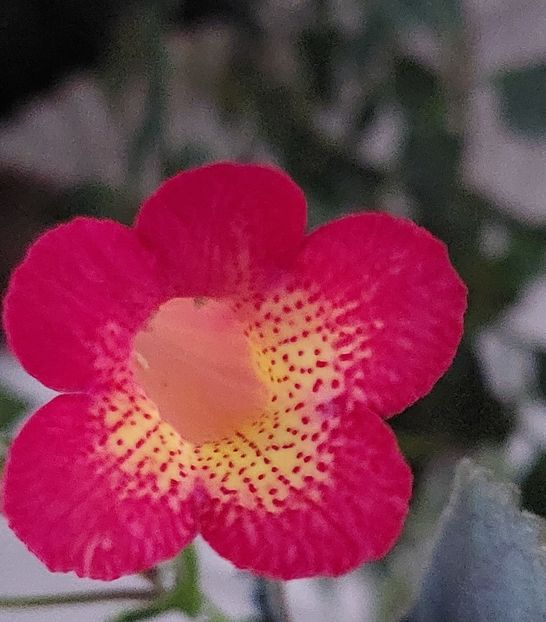  - Northwoods Sunburst