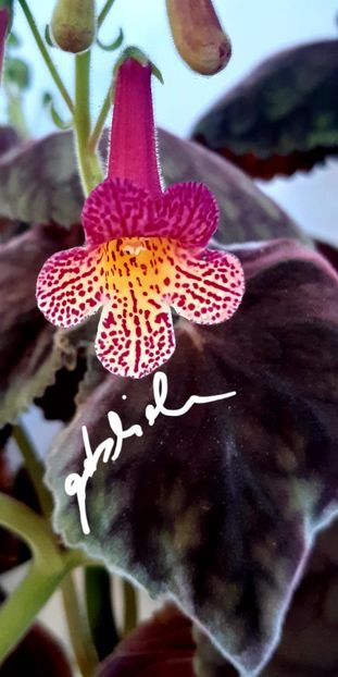  - SM RF-s Firetrower