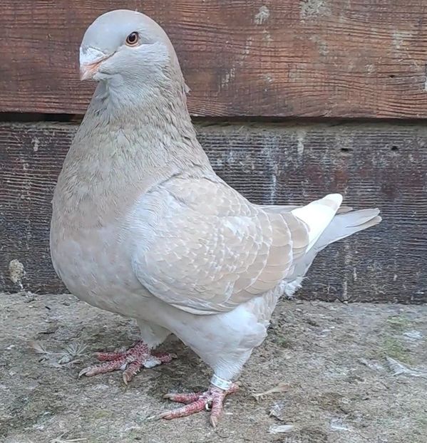 F 2021 - Porumbei vânduți!