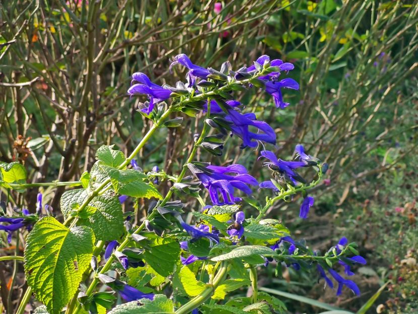Salvia guaranitica super trouper - 2022_Noiembrie