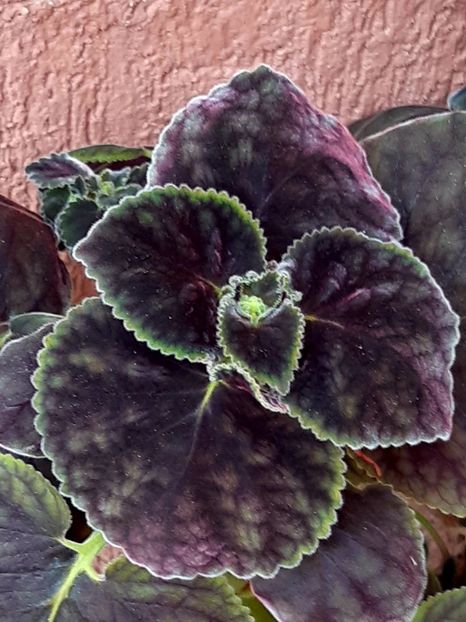  - SM RF-s Firetrower