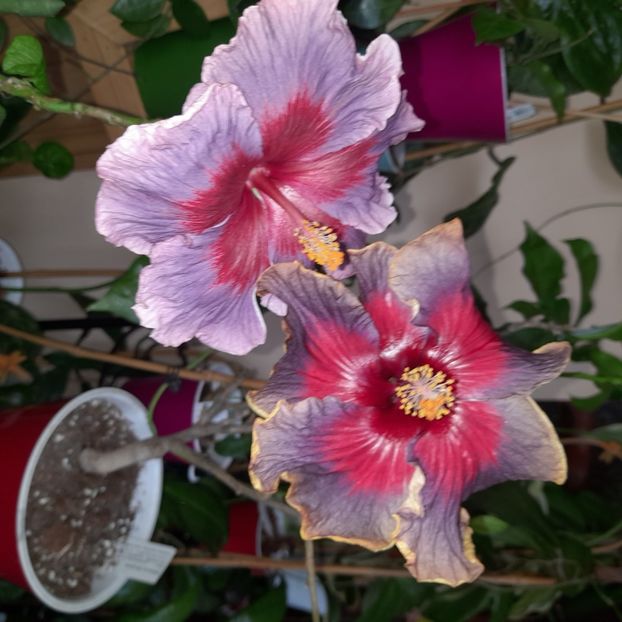  - Taiwan Formosa Blue Lotus