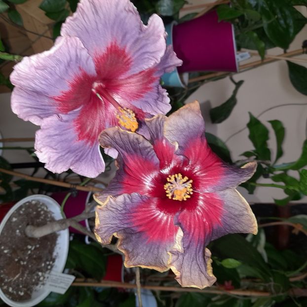  - Taiwan Formosa Blue Lotus