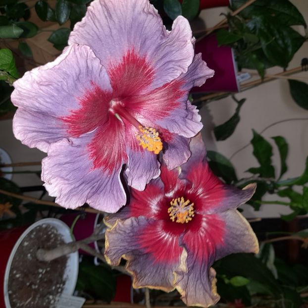  - Taiwan Formosa Blue Lotus