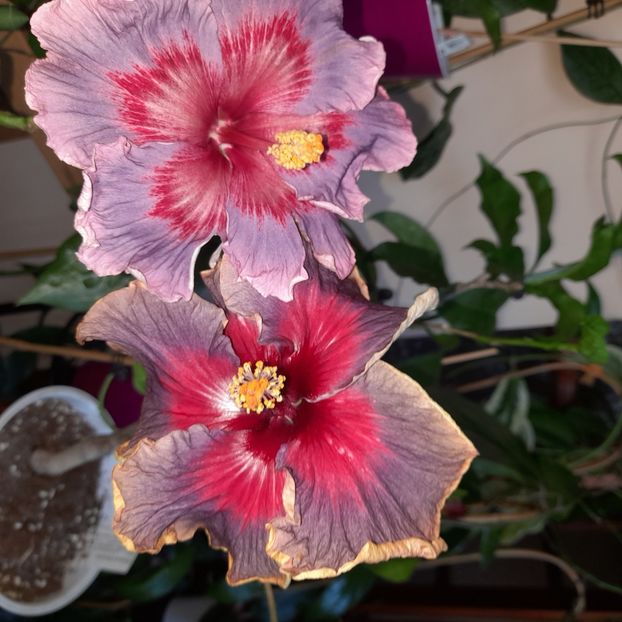  - Taiwan Formosa Blue Lotus