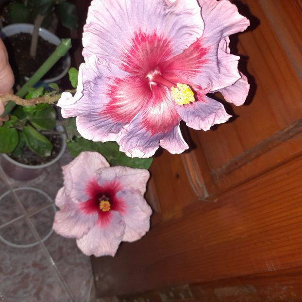  - Taiwan Formosa Blue Lotus