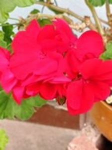  - dragostea  de natura