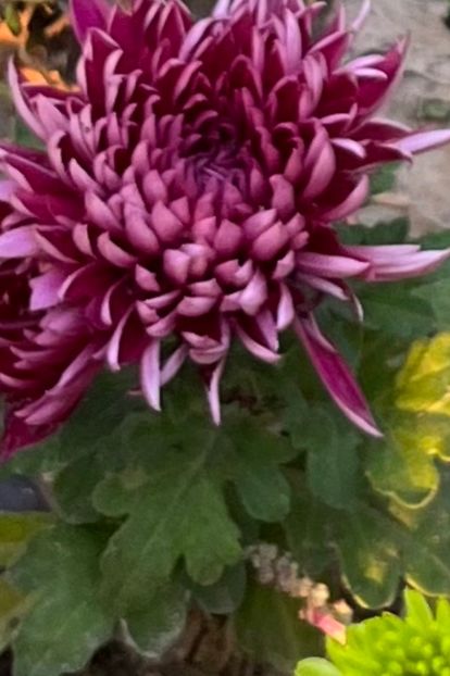 4D4E56D7-B053-4799-98C5-12EBEC1BB287 - Crizanteme 2022