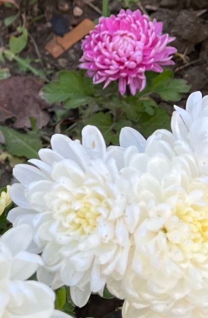 DAC4CF96-95C7-4992-956F-F47BB498695B - Crizanteme 2022