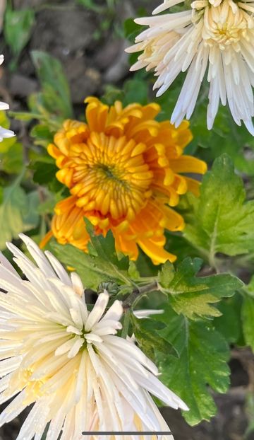 CF449B4C-96F4-4FAF-859E-FE9425A7885C - Crizanteme 2022