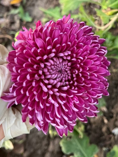 1749CDEA-5367-47E8-8C6E-9CFED1CC2EFA - Crizanteme 2022