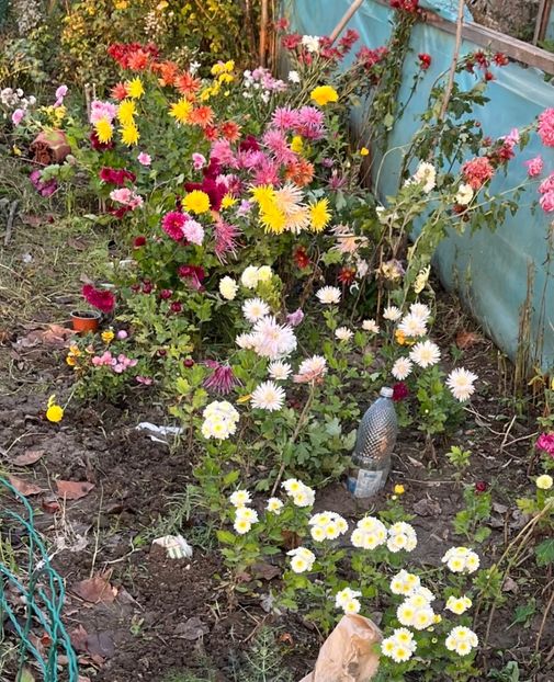 2CB92817-F06B-4723-A217-1E368F11870F - Crizanteme 2022