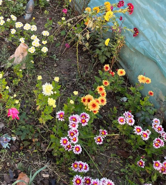 A20B4301-3EFB-47F5-9281-B81EE7623075 - Crizanteme 2022